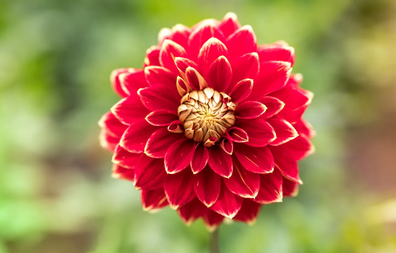 Photo wallpaper macro, flowers, red, bokeh, dahlias