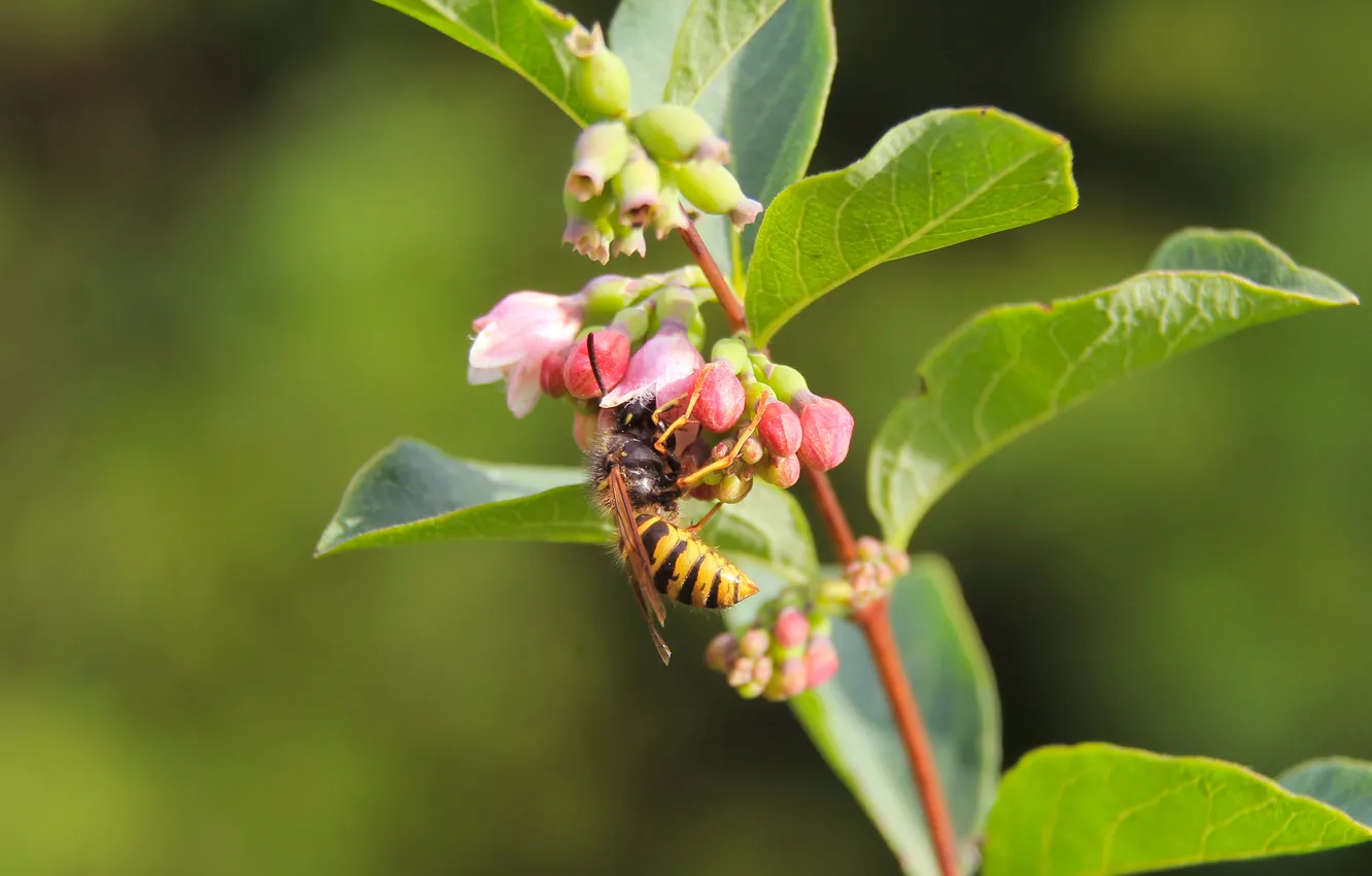 Photo wallpaper flower, insect, Wasp, twig