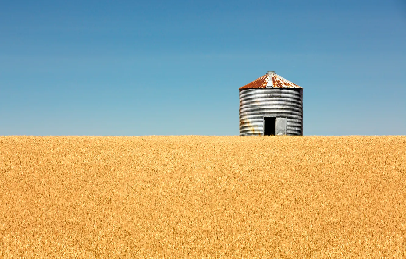 Photo wallpaper wheat, the sky, line, horizon, sky, line, blue sky, blue sky