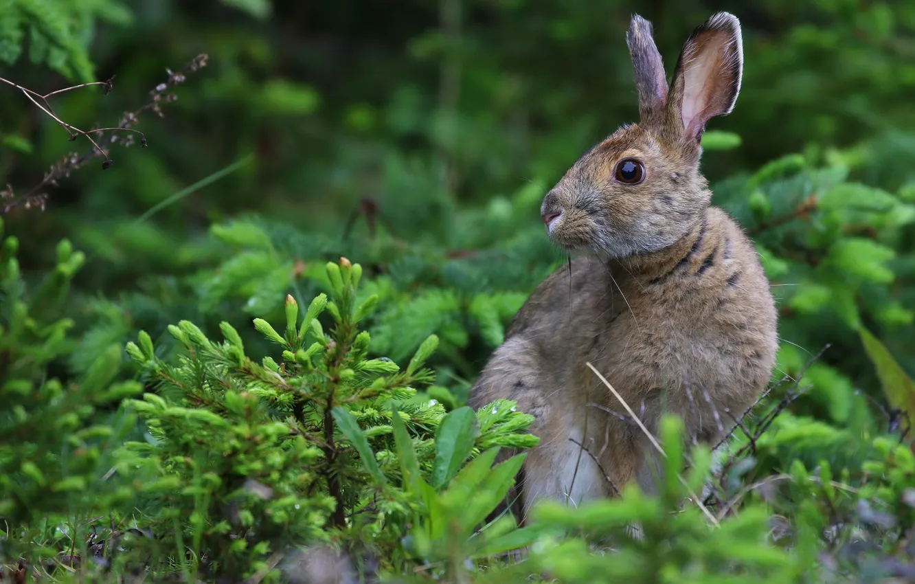 Photo wallpaper greens, forest, branches, green, grey, background, animal, hare