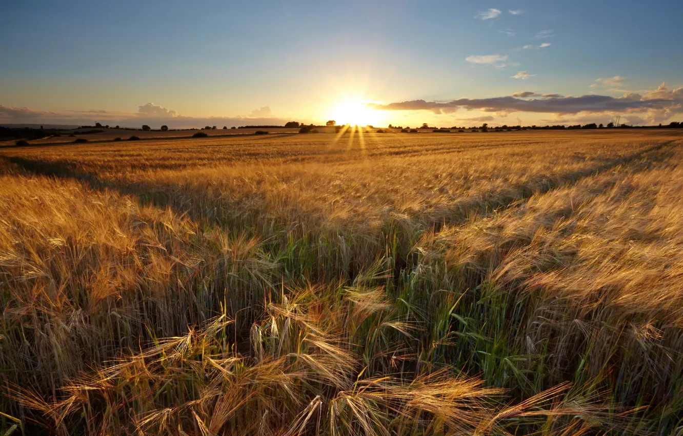 Photo wallpaper field, landscape, sunset, ears