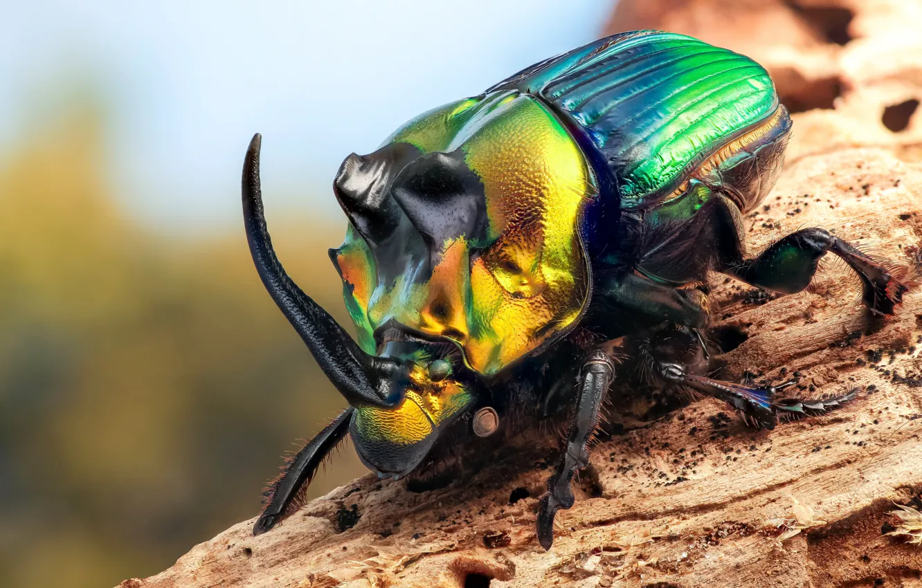 Photo wallpaper macro, beetle, insect, Rhinoceros beetle
