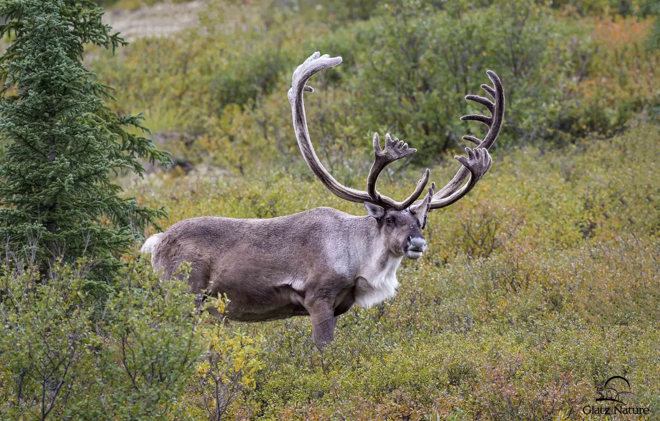 Photo wallpaper deer, horns, handsome