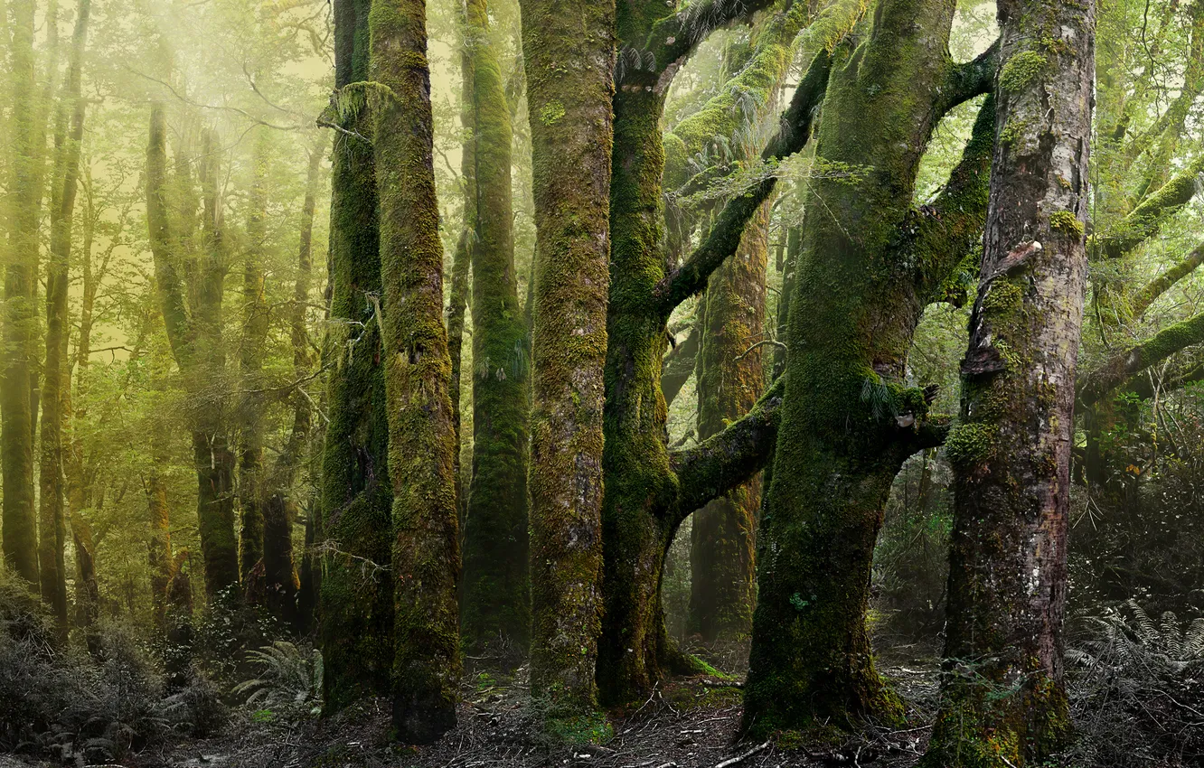 Photo wallpaper forest, nature, moss, old