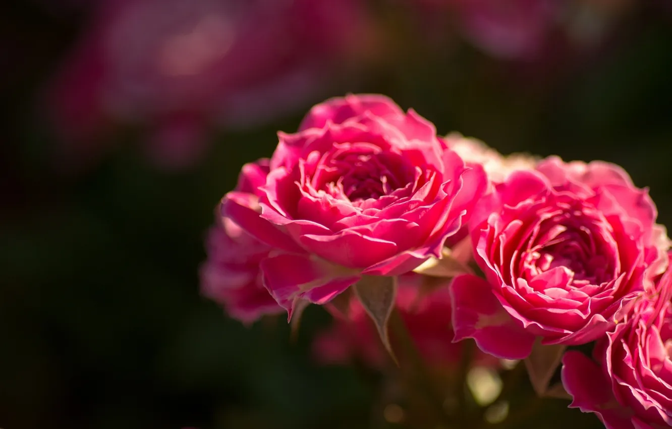 Photo wallpaper macro, roses, buds