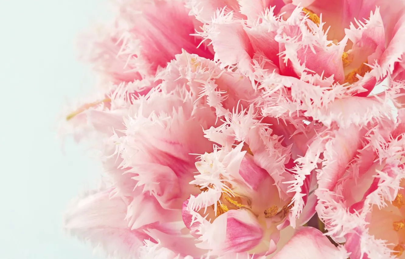 Photo wallpaper flowers, photo, tulips, pink