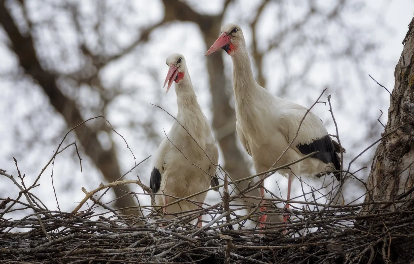 Photo wallpaper bird, stork, Hello!We arrived