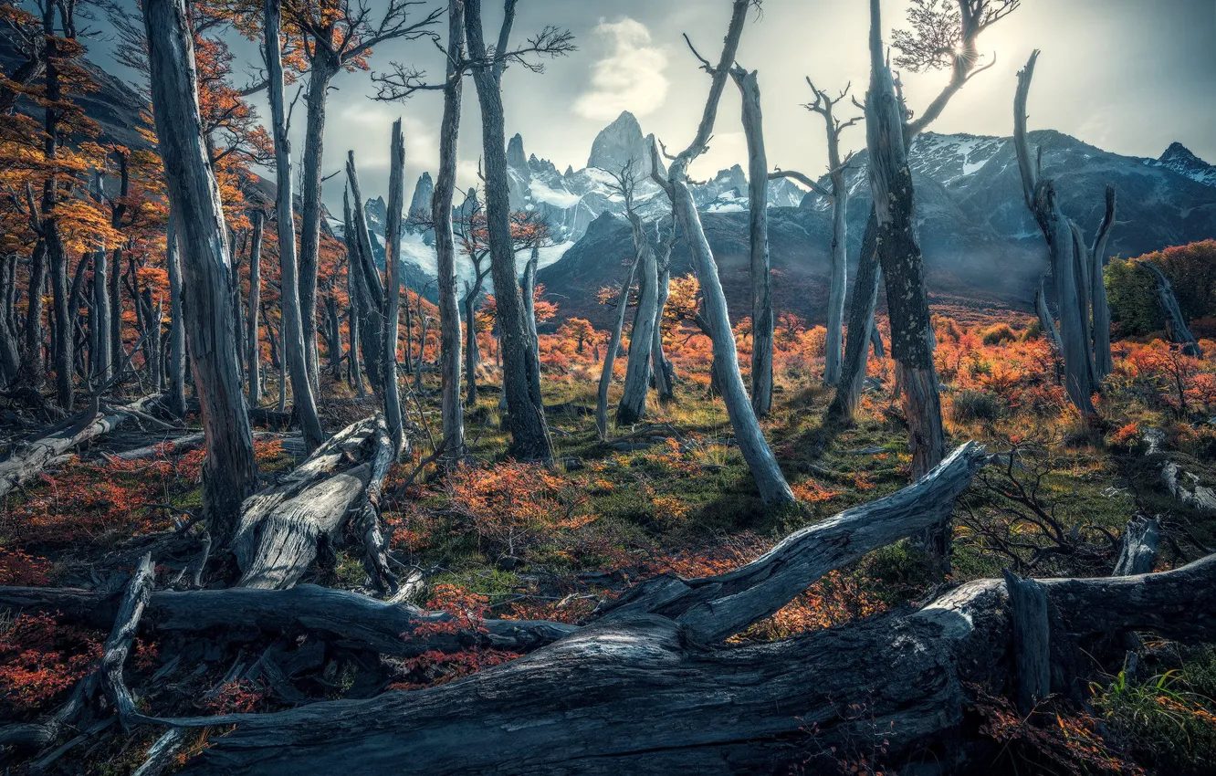 Photo wallpaper autumn, forest, trees, mountains, haze, trunk, snag, log