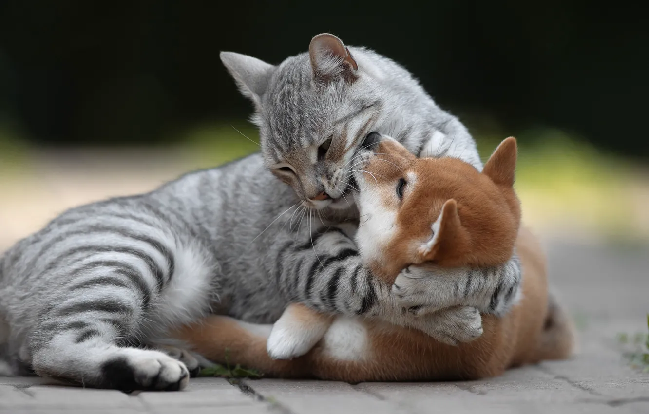 Photo wallpaper cat, each, dog