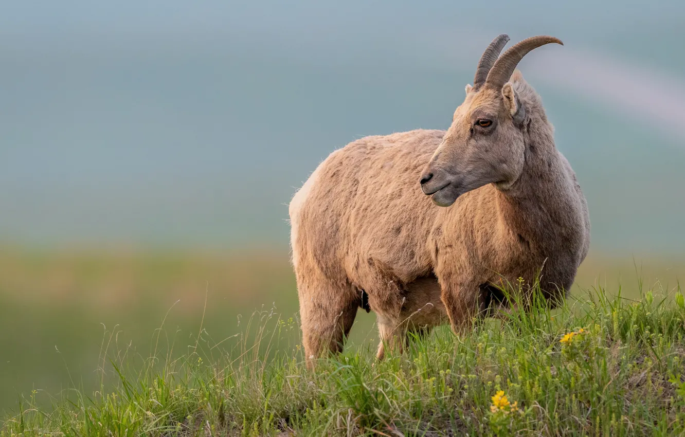 Photo wallpaper the sky, nature, glade, goat