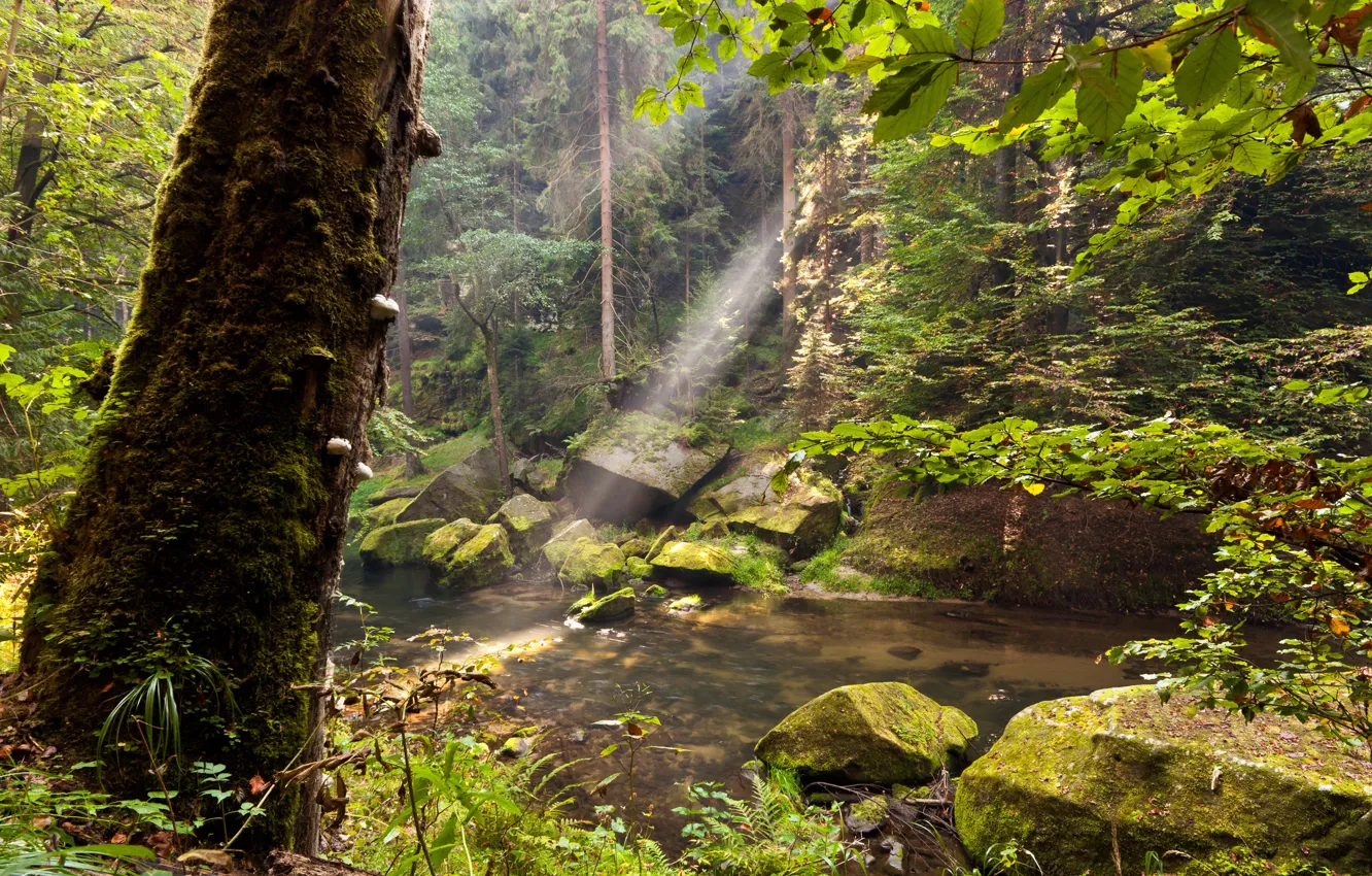 Photo wallpaper greens, forest, trees, stream, stones, moss, the rays of the sun