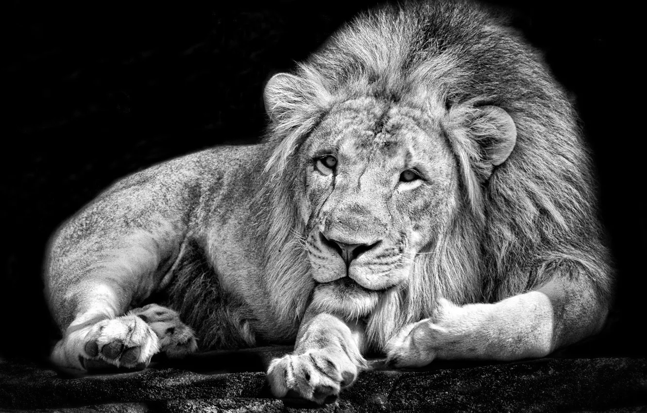 Photo wallpaper predator, Leo, king, mane