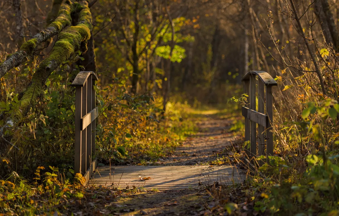 Photo wallpaper autumn, nature, the bridge