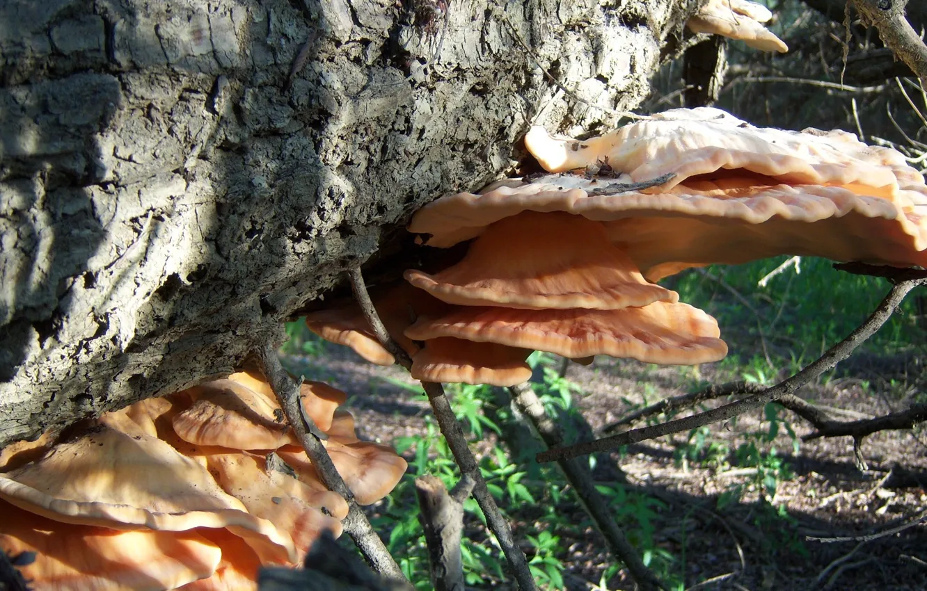 Photo wallpaper mushrooms, branch, Meduzanol ©, autumn 2010