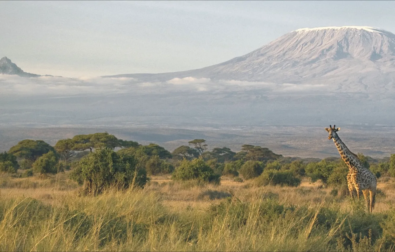 Photo wallpaper landscape, nature, beauty, giraffe, Africa, Kilimanjaro