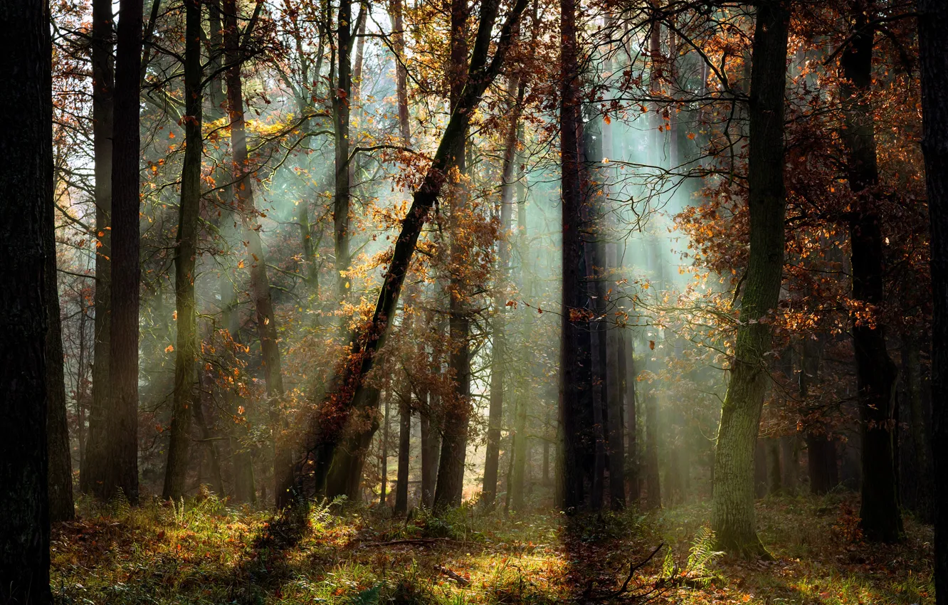 Photo wallpaper autumn, forest, light, trees, landscape, nature, Radoslaw Dranikowski