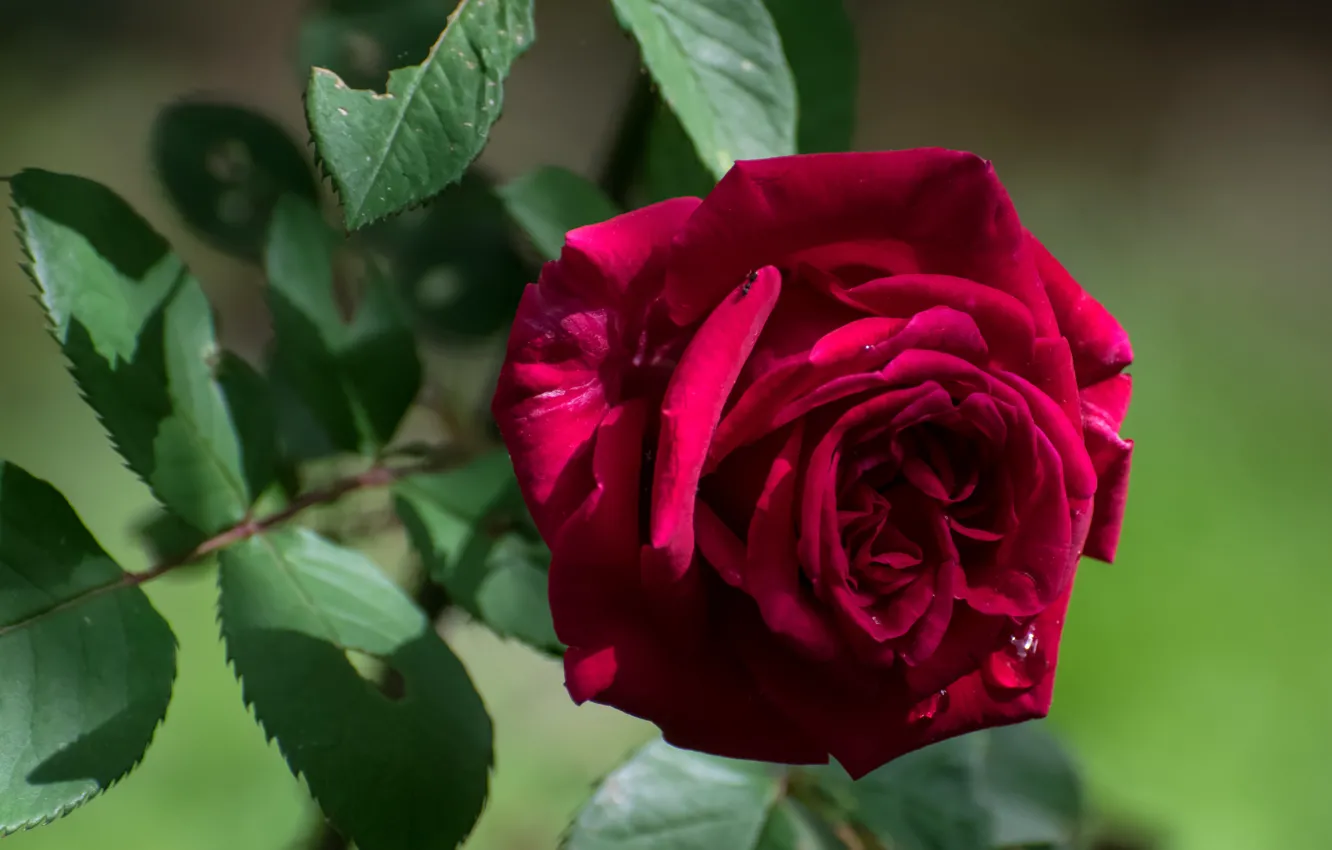 Photo wallpaper leaves, macro, roses, buds