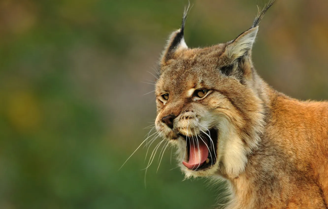 Photo wallpaper language, mustache, look, face, light, background, mouth, lynx