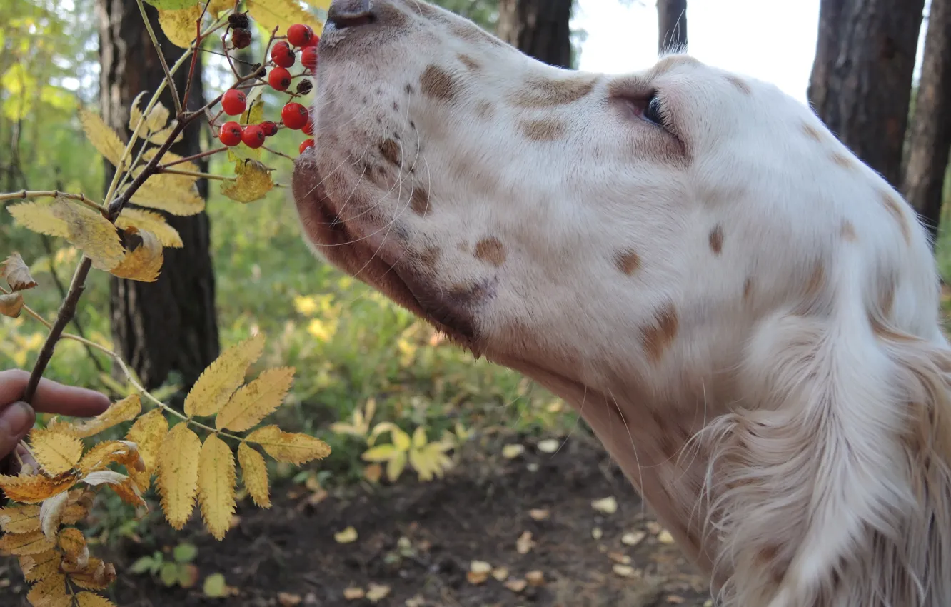 Photo wallpaper autumn, dog, puppy, the English setter, setter