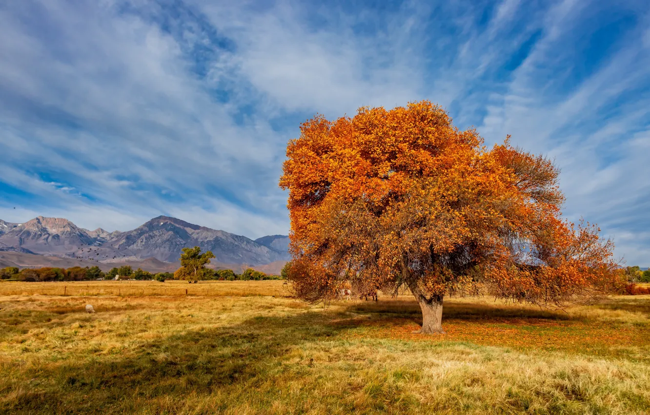 Photo wallpaper autumn, United States, California, Sierra Trailer Park