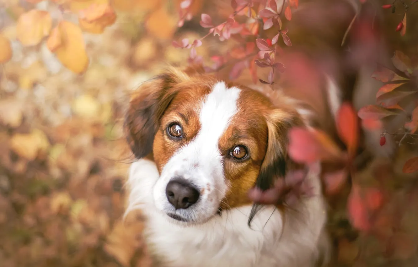 Photo wallpaper autumn, look, face, leaves, portrait, dog, kooikerhondje