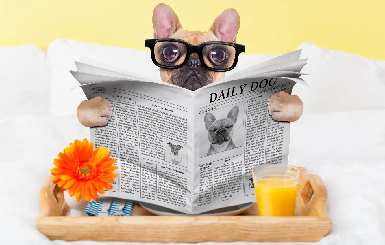 Photo wallpaper glass, dog, humor, juice, glasses, newspaper, eyepieces