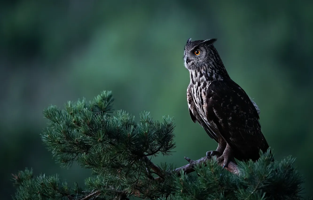 Photo wallpaper look, branches, nature, background, owl, bird, needles, pine