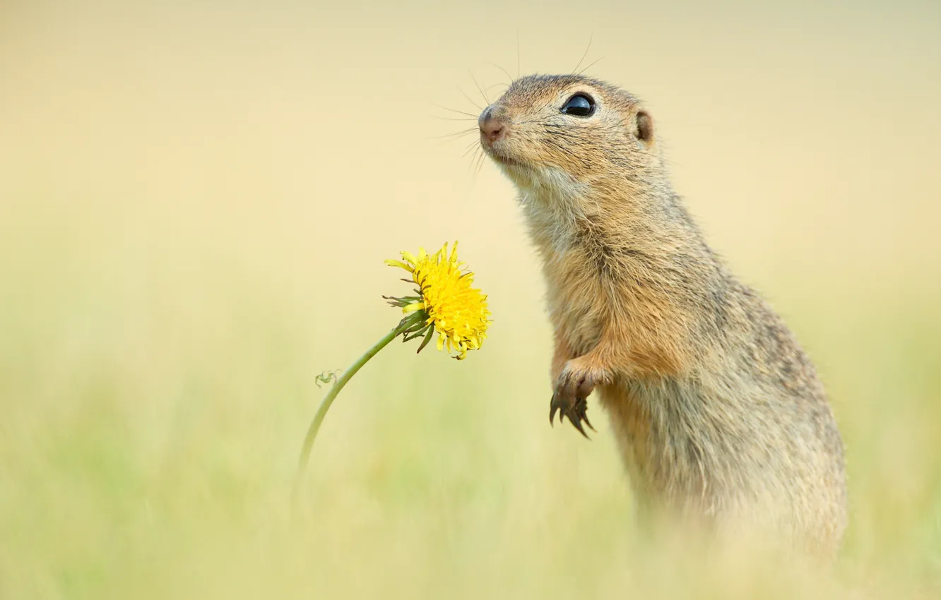 Photo wallpaper flowers, background, dandelion, gopher, rodent