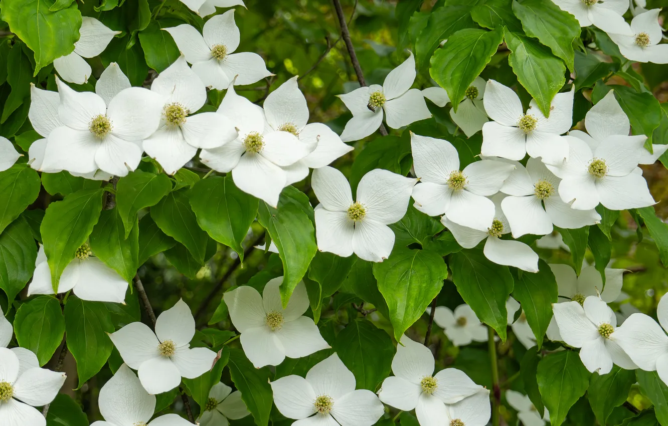 Photo wallpaper leaves, flowers, white, flowering, the bushes, dogwood