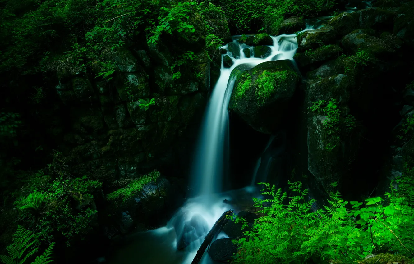 Photo wallpaper forest, the dark background, waterfall