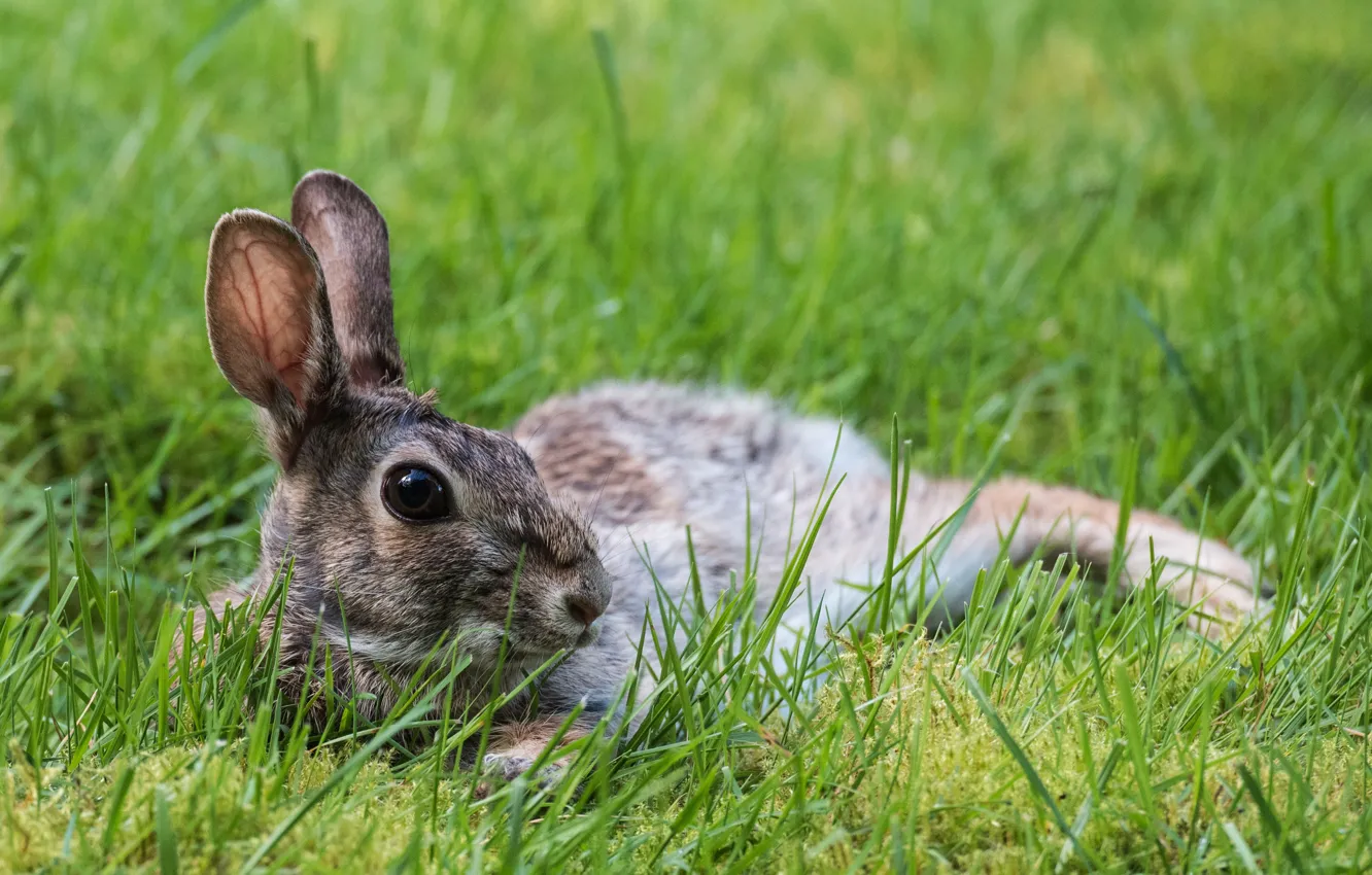 Photo wallpaper grass, stay, hare