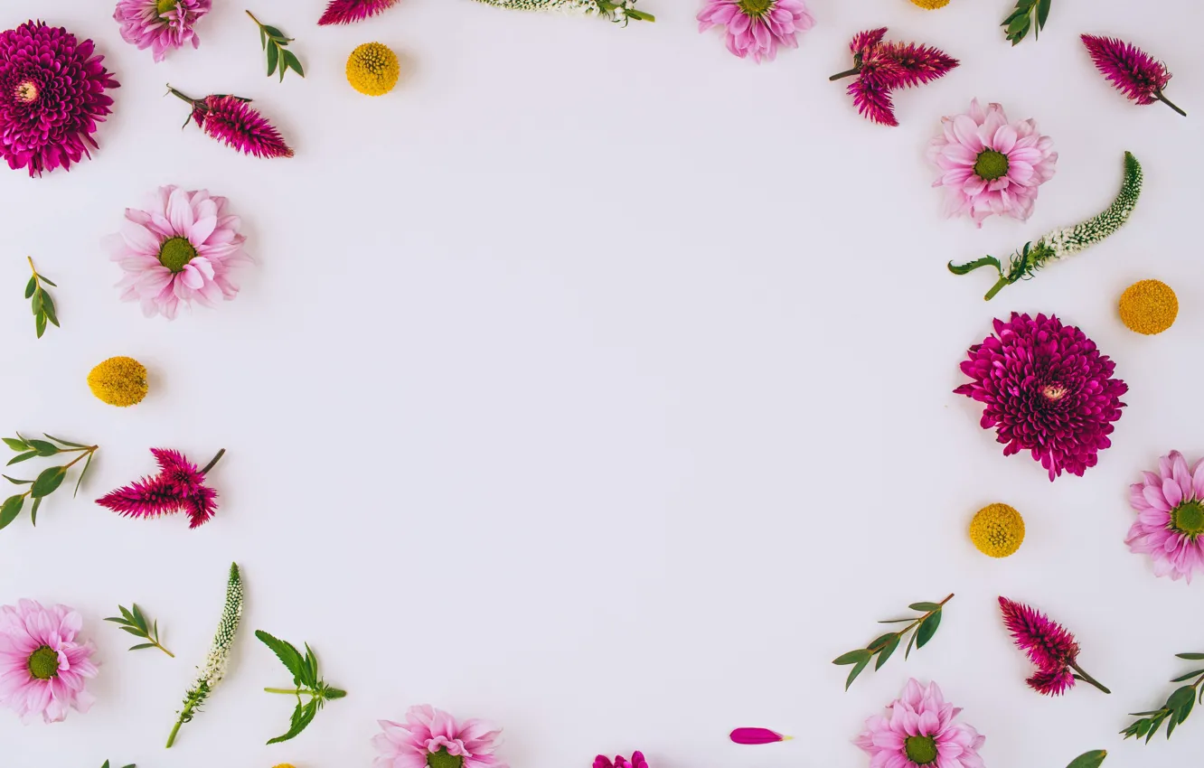 Photo wallpaper flowers, chrysanthemum, pink, flowers, background, frame, floral