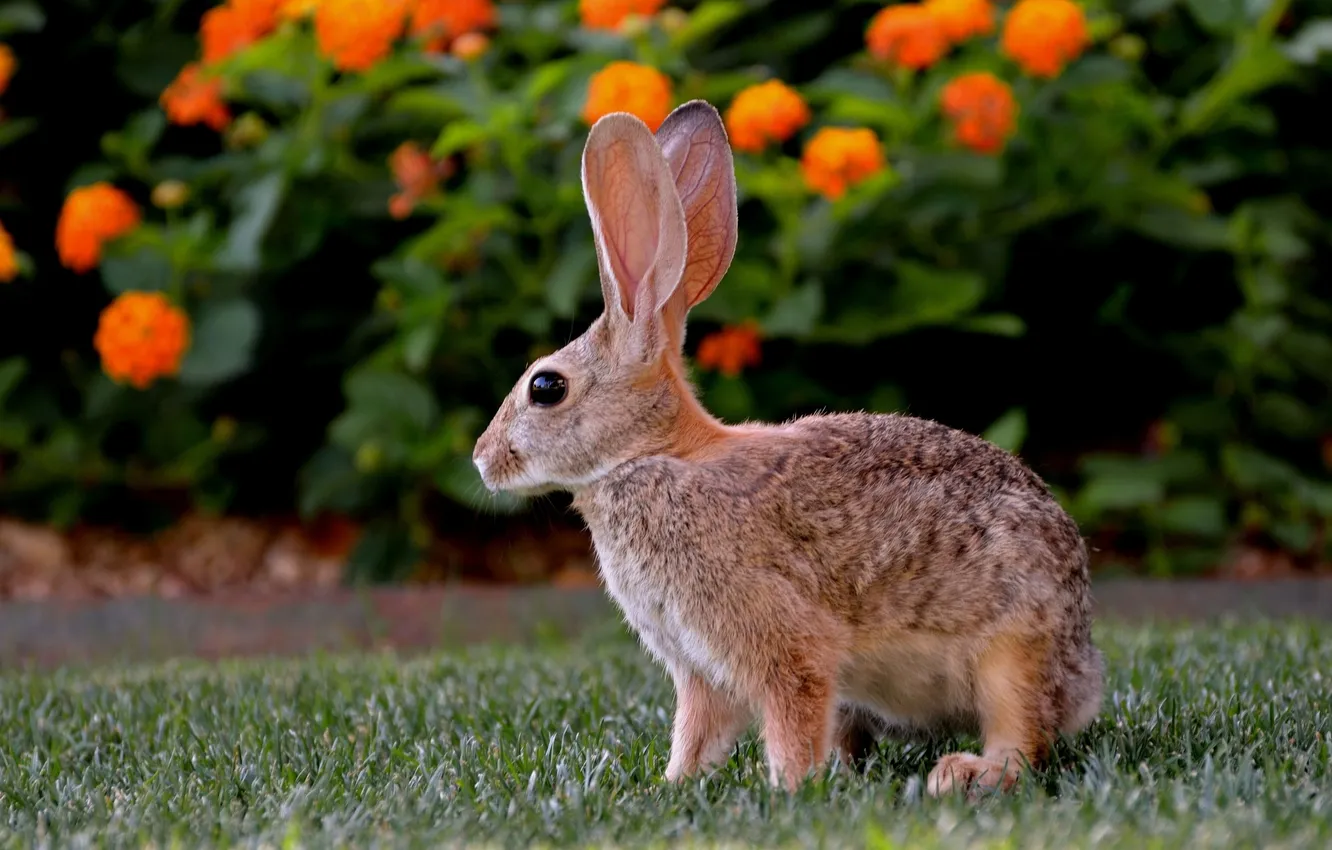 Photo wallpaper flowers, orange, nature, rabbit, profile