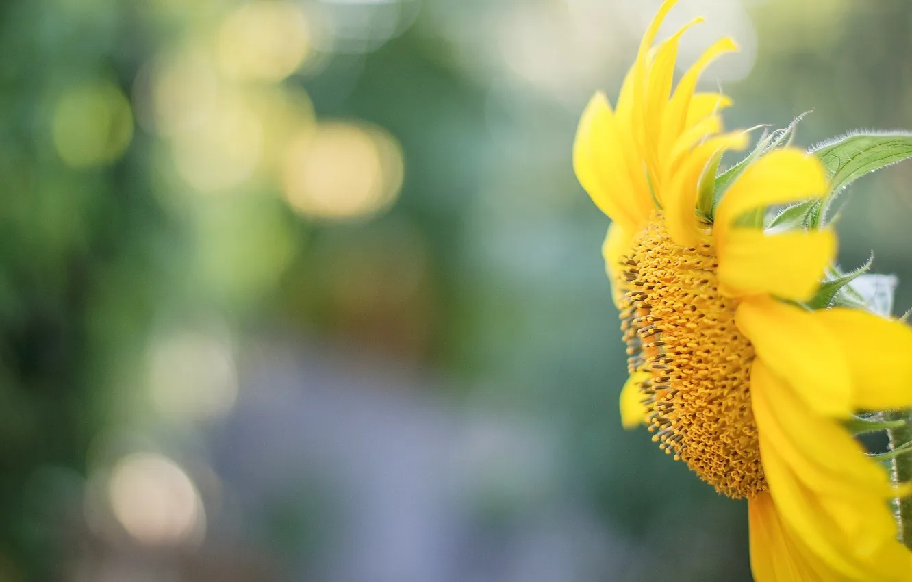Photo wallpaper macro, sunflowers, flowers, yellow, background, widescreen, Wallpaper, blur