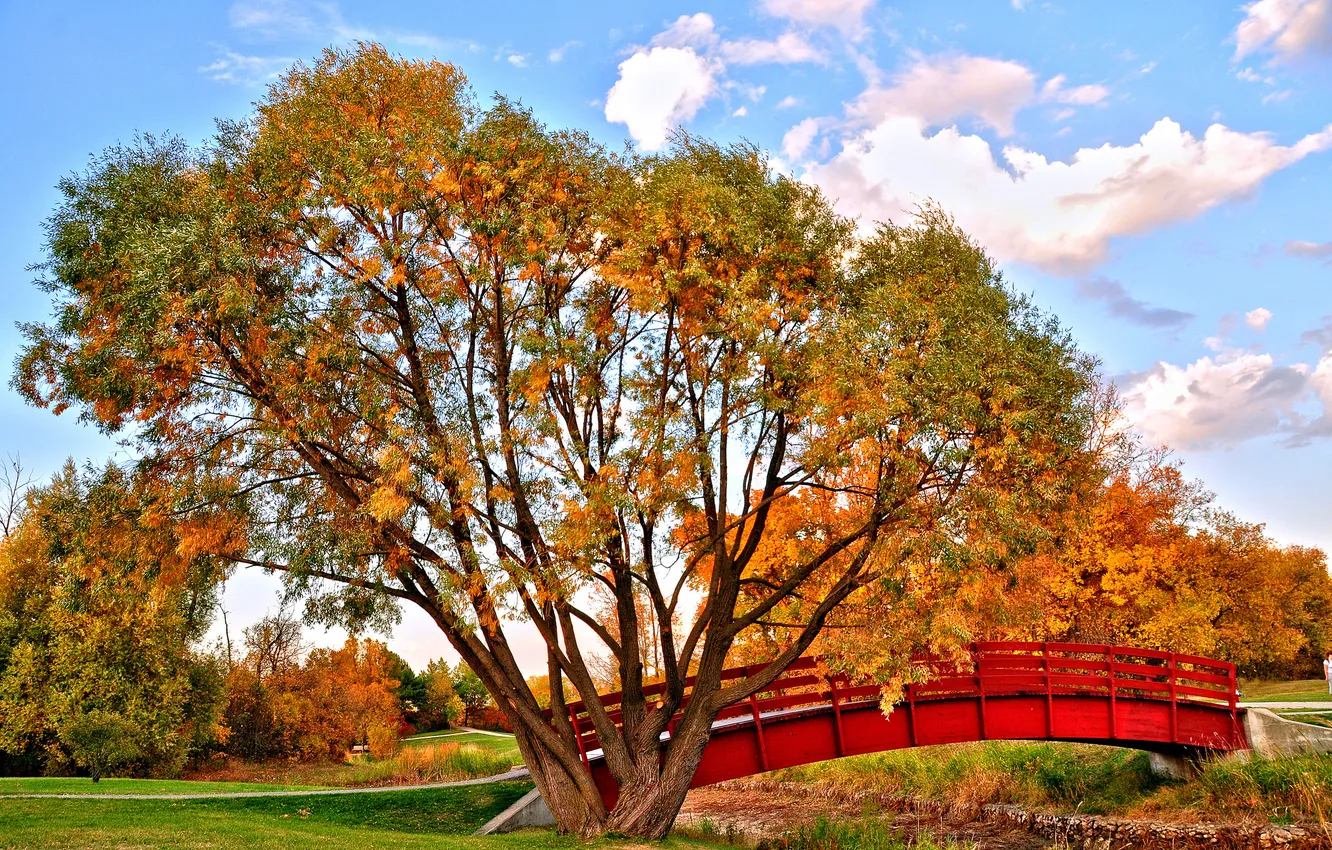 Photo wallpaper autumn, the sky, trees, bridge, Park, stream