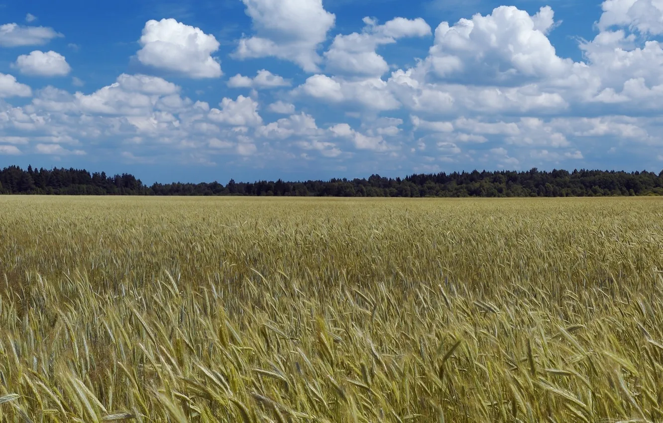 Photo wallpaper field, trees, cereals
