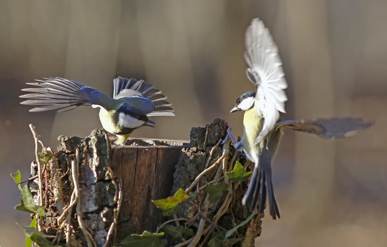 Photo wallpaper birds, the game, stump, wings