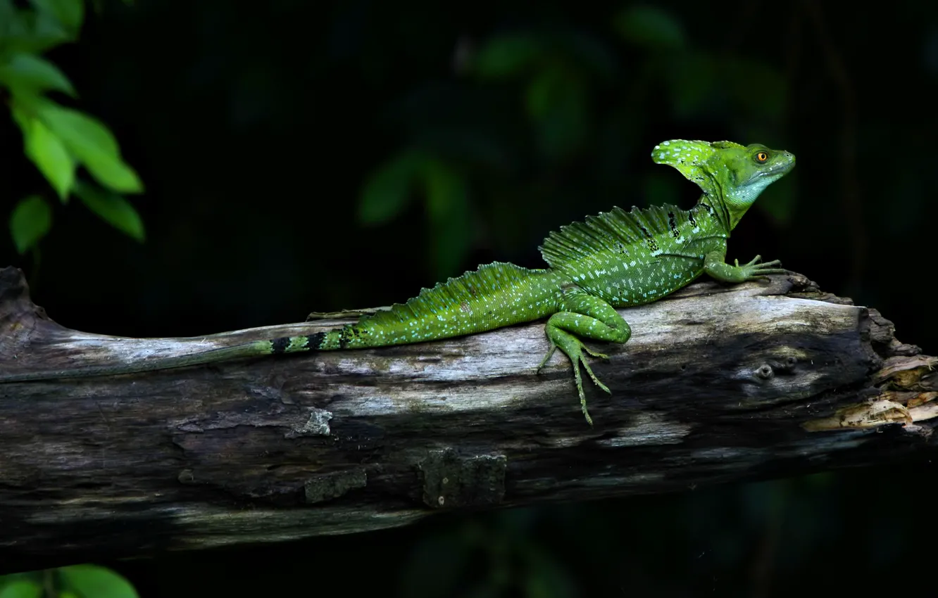 Photo wallpaper branches, green, animal, lizard, reptile, Basilisk, basiliscus