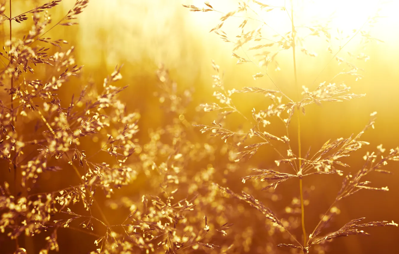 Photo wallpaper landscape, nature, landscape, nature, grass field, beautiful sunset, grass field, beautiful sunset