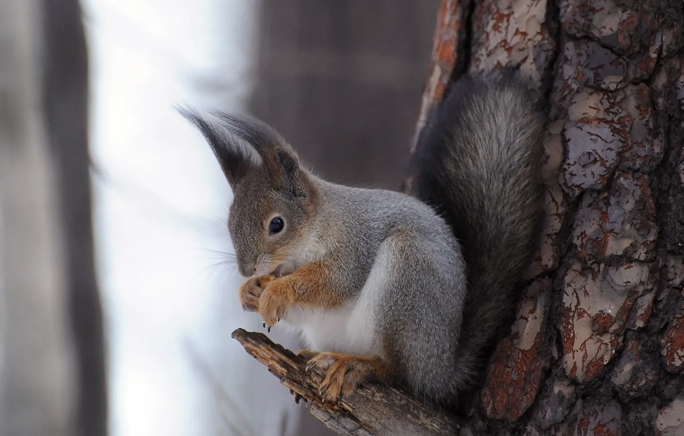 Photo wallpaper trees, protein, fur, rodent