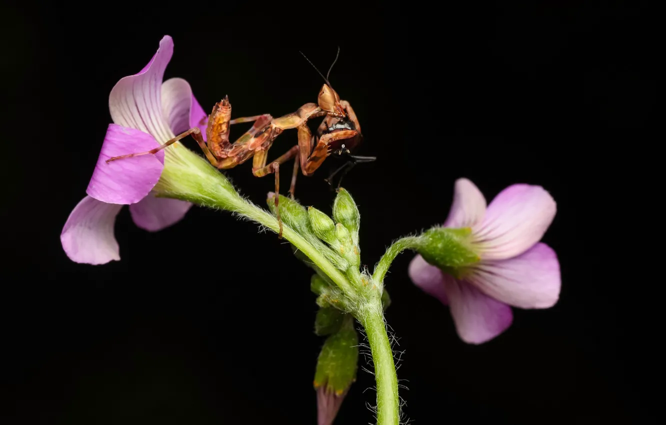 Photo wallpaper flowers, background, mantis