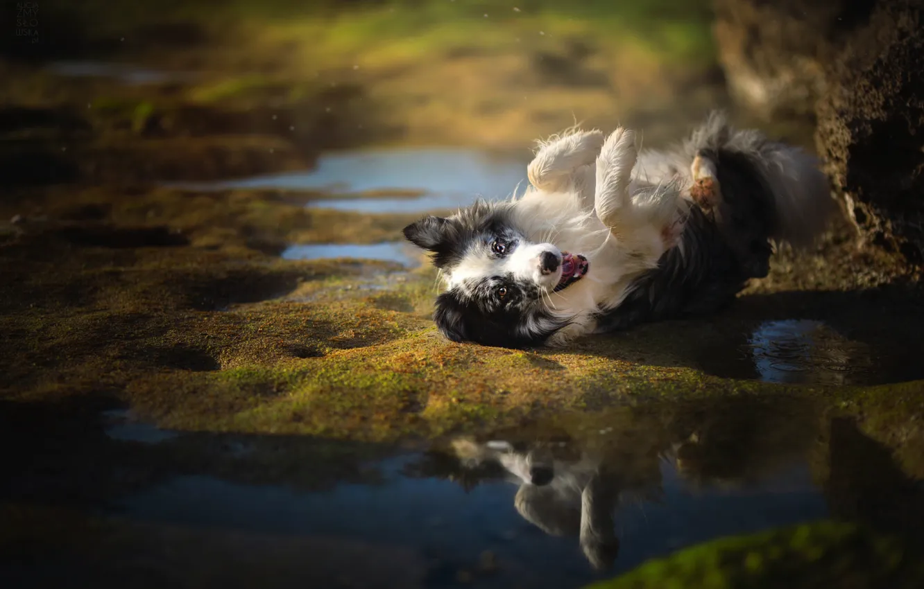 Photo wallpaper water, joy, mood, dog, the border collie