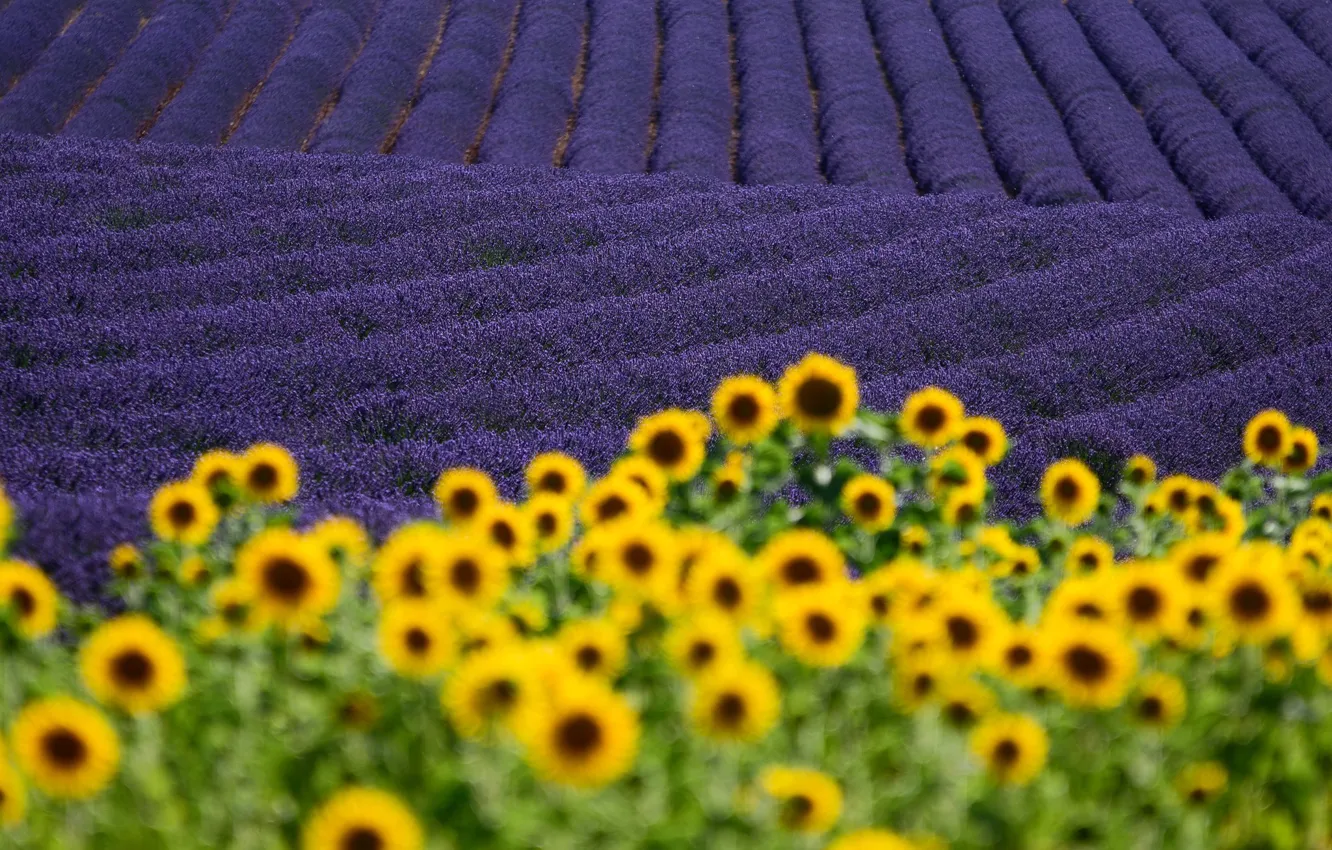 Photo wallpaper field, sunflowers, France, lavender