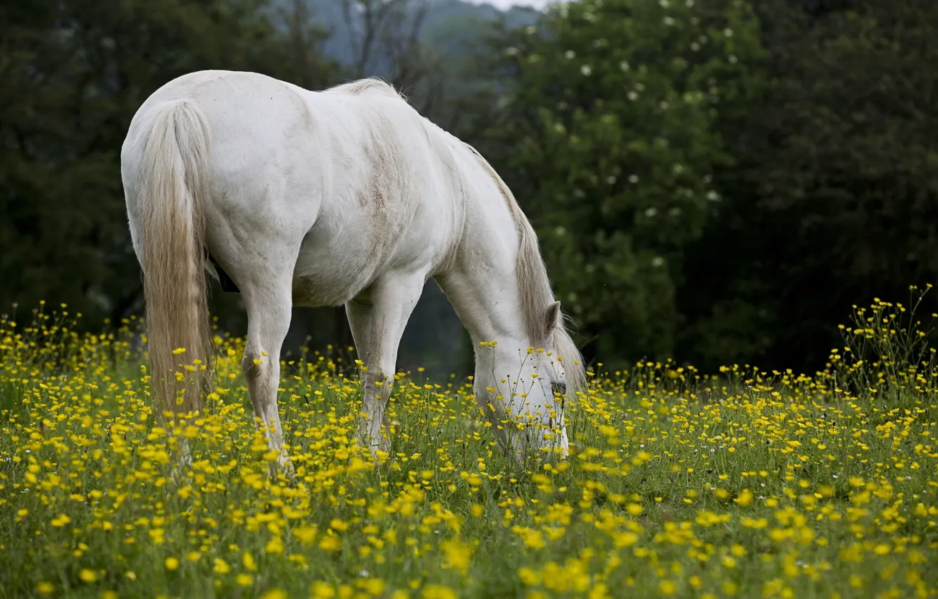 Photo wallpaper field, summer, nature, horse
