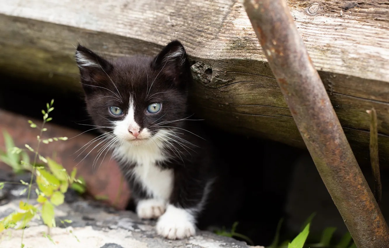 Photo wallpaper cat, look, leaves, trees, pipe, black and white, log, kitty
