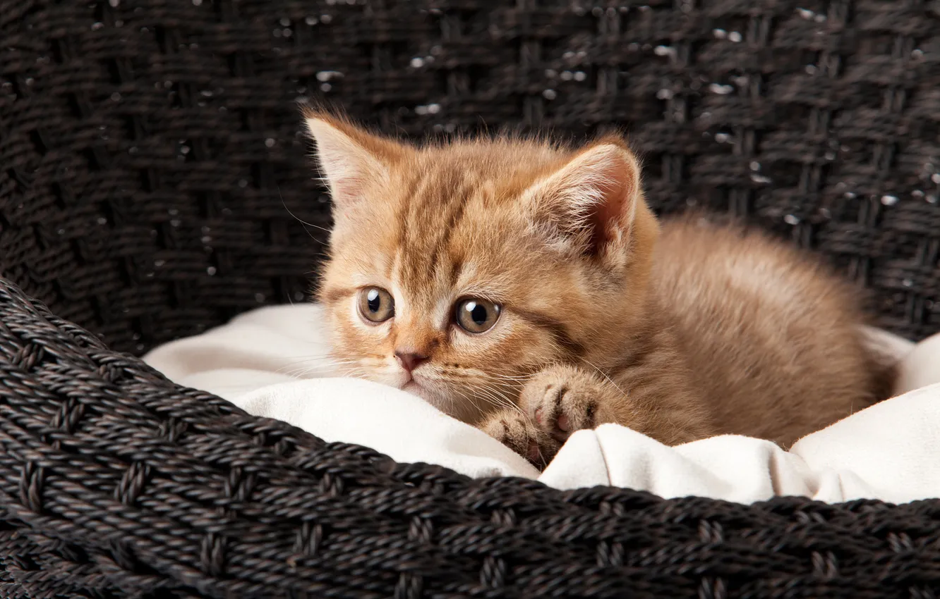 Photo wallpaper cat, look, pose, the dark background, sweetheart, fabric, lies, kitty