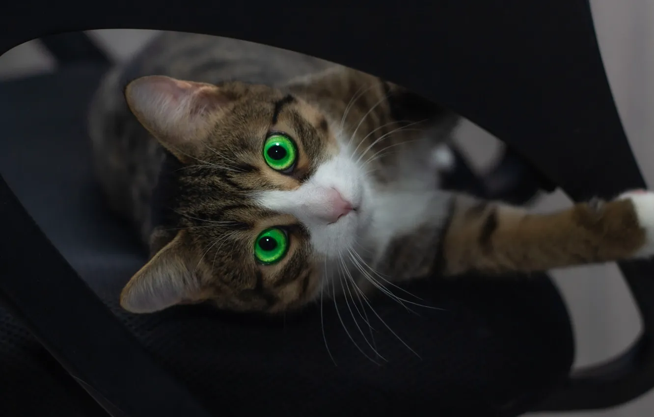 Photo wallpaper cat, cat, look, pose, portrait, legs, chair, black background