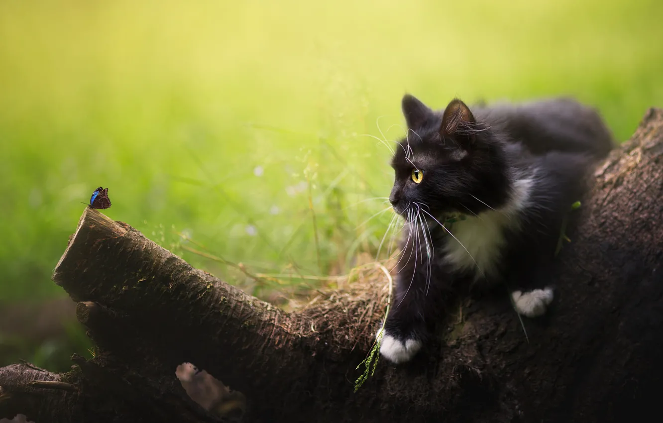 Photo wallpaper cat, summer, cat, look, trees, nature, pose, butterfly