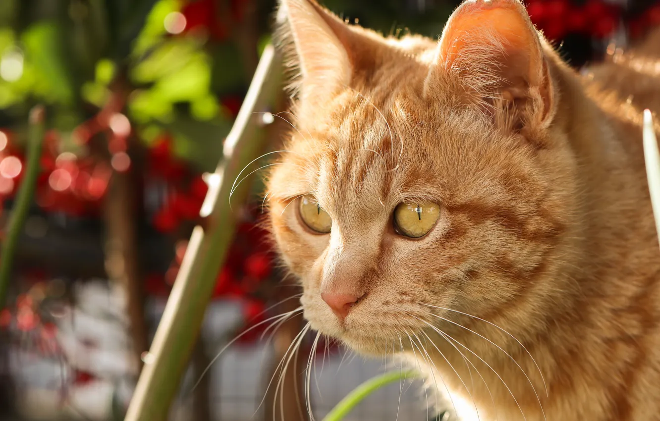 Photo wallpaper cat, portrait, red
