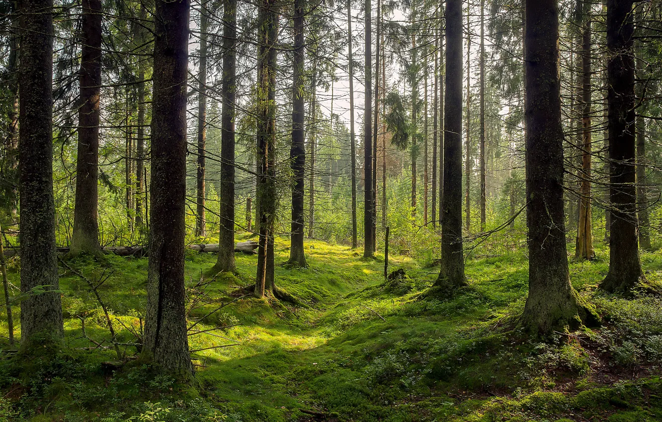Photo wallpaper forest, trees, nature, moss